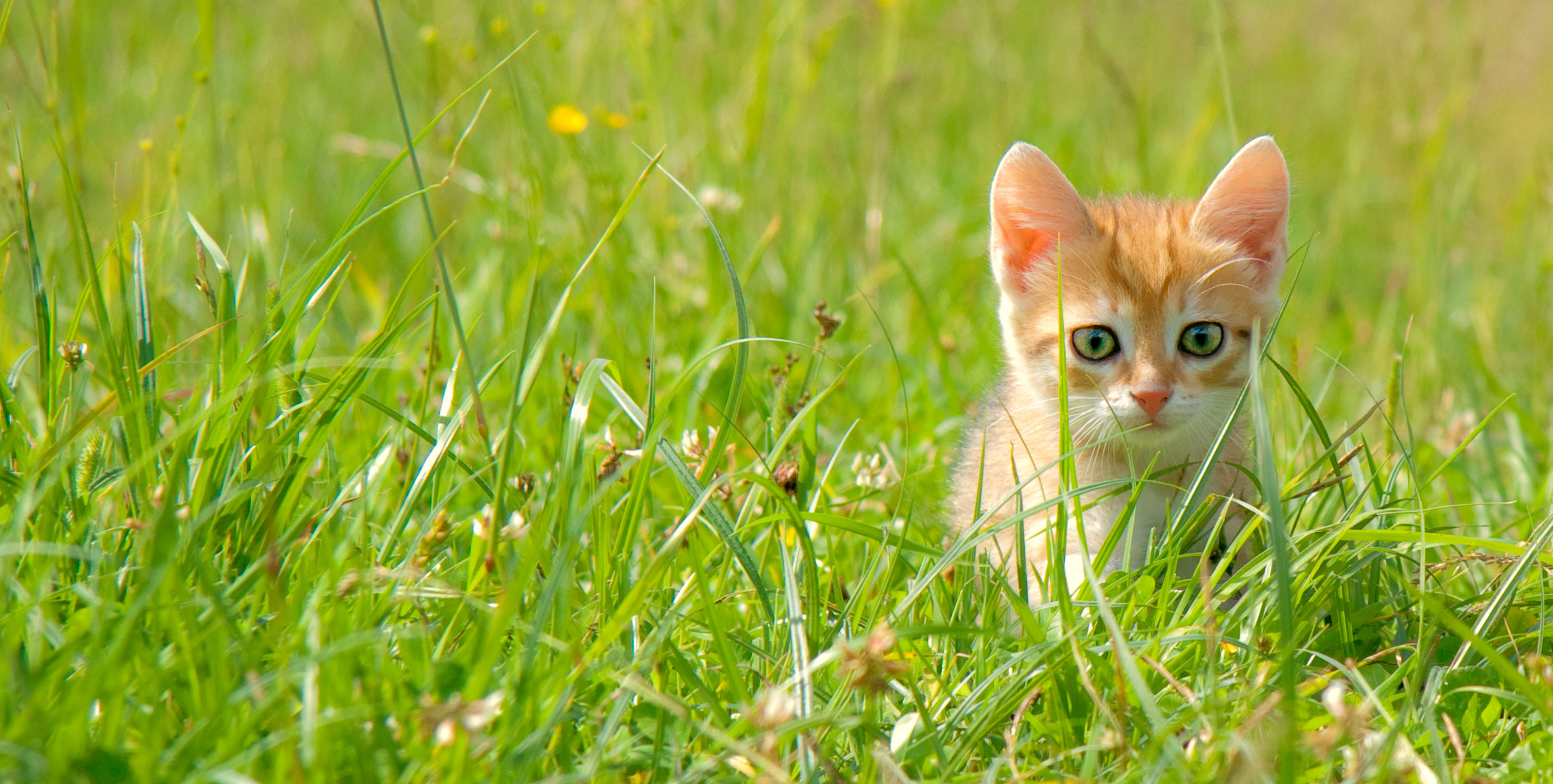 Katteforsikring | Fast på forsikring af din kat Topdanmark